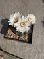 Preview: Gymnocalycium stellatum